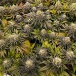 Green Crack cannabis strain from Seedsman