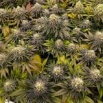 Green Crack cannabis strain from Seedsman