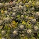 Green Crack cannabis strain from Seedsman