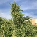Green Crack cannabis strain from Seedsman
