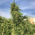 Green Crack cannabis strain from Seedsman