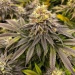 Green Crack cannabis strain from Seedsman