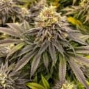 Green Crack cannabis strain from Seedsman