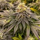 Green Crack cannabis strain from Seedsman