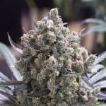 Green Crack cannabis strain from Seedsman