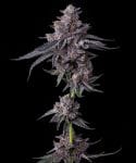 Zillions Feminised strain from Barney's Farm
