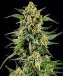 Skunk #1 Feminised strain from Barney's Farm