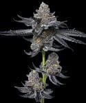 LFG Feminised strain from Barney's Farm