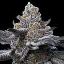 LFG Feminised strain from Barney's Farm