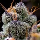 LFG Feminised strain from Barney's Farm
