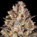 Hindu Kush Feminised strain from Barney's Farm