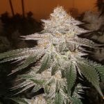 Pina RBX2 Auto strain by Ethos Genetics