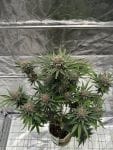 Cherry Cola RF3 Auto strain by Fast Buds