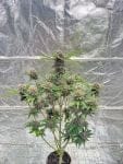 Cherry Cola RF3 Auto strain by Fast Buds