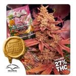 Pink Banana Runtz Ltd Edition by Dutch Passion