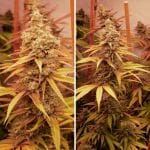 Pink Banana Runtz Ltd Edition by Dutch Passion