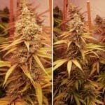 Pink Banana Runtz Ltd Edition by Dutch Passion
