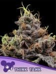 Think Tank Feminised strain by Anesia Seeds