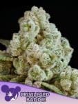 Privileged Baddie Feminised strain by Anesia Seeds