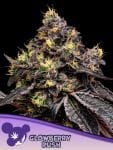 Glowberry Rush Feminised strain by Anesia Seeds
