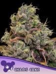 Chaos Cake Feminised strain by Anesia Seeds