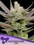 Glowberry Rush Auto Feminised strain by Anesia Seeds