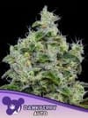 Dankberry Auto Feminised strain by Anesia Seeds