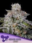 Chaos Cake Auto Feminisiert Saatgut-ANES-CHCA-AUTO-FEM