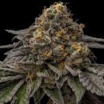 Break Pad Breath Feminised strain by Ripper Seeds