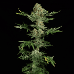 Freaky Ryder Auto Regular strain by Doctor's Choice