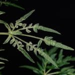 Freaky Ryder Auto Regular strain by Doctor's Choice