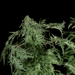 Freaky Ryder Auto Regular strain by Doctor's Choice