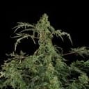 Freaky Fast F1 BX Regular strain by Doctor's Choice