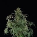 Freaky Fast F1 BX Regular strain by Doctor's Choice