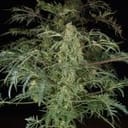 Freaky Fast F1 BX Regular strain by Doctor's Choice