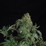 Freaky Fast F1 BX Regular Seeds-DRCH-FRFA-FAST-REG