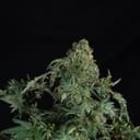 Freaky Fast F1 BX Regular strain by Doctor's Choice