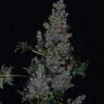 Crazy Bastard Fast Regular strain by Doctor's Choice