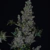 Crazy Bastard Fast Regular strain by Doctor's Choice