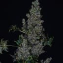 Crazy Bastard Fast Regular strain by Doctor's Choice