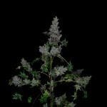 Crazy Bastard Fast Regular strain by Doctor's Choice