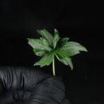 Crazy Bastard Fast Regular strain by Doctor's Choice