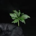 Crazy Bastard Fast Regular strain by Doctor's Choice