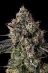 Zhampagne Feminised strain from Compound Genetics