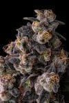 Rainbow Guavè Feminised strain from Compound Genetics