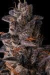 Lemon Cherry Pavé Feminised strain by Compound Genetics