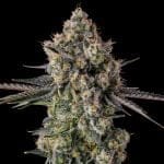 Zhampagne Feminised strain from Compound Genetics