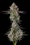 Zhampagne Feminised strain from Compound Genetics
