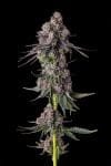 Rainbow Guavè Feminised strain from Compound Genetics