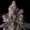 Mora Azul Feminised strain by Compound Genetics